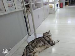 -喵的天空名猫咖啡馆·撸猫·猫舍·用品