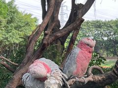 -广州长隆飞鸟乐园