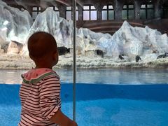 -帝企鹅自助餐厅•儿童岛•真企鹅(长隆企鹅酒店)