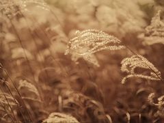 -三圣花乡旅游区