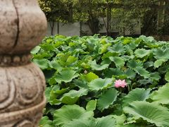 -莲湖公园