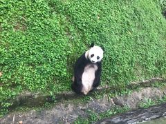 -都江堰中华大熊猫苑