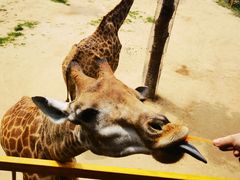 -西霞口神雕山野生动物世界