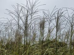 -北龙湖湿地公园