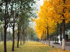 -重庆市江北嘴中央商务区中央公园