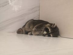 -浣熊柯尔鸭土拨鼠·电玩咖