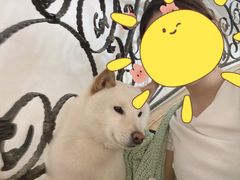 -喜柴咖啡·柴犬狗咖