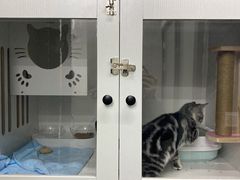 -PETKIT小佩宠物·低压洗护(国顺东路店)