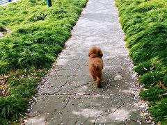 -高东镇樱花园
