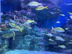 -海合安成都极地海洋公园