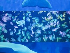-海合安天津极地海洋公园