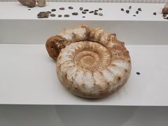 -青岛贝壳博物馆