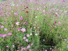 -洪湖湿地生态园