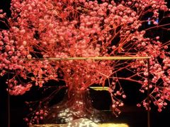 -索拉古贝(义乌北苑店)