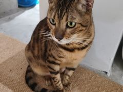 -more than meow吴止猫主题餐厅(承德 中船汇店)