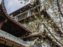 -郫都区农科村景区