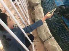 -芜湖新华联大白鲸海洋公园