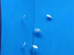 -北戴河圣蓝海洋公园