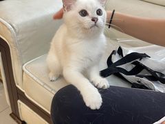 -lincat·猫舍(广州店)
