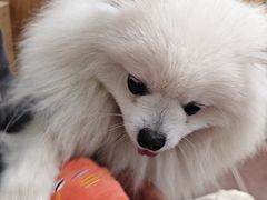-联合动物医院(光谷诊疗中心)