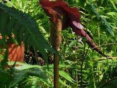 -国家植物园南园