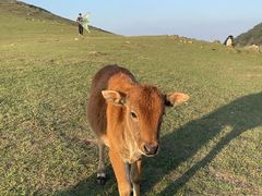 -大姆山草场
