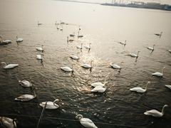 -烟墩角天鹅湖