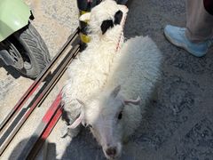 -顺顺小吃(独克宗古城店)