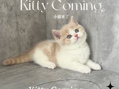 -小猫来了·猫舍(红山六九七九店)