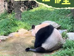 -都江堰中华大熊猫苑