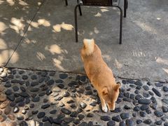 -柴犬高等学院·狗咖·柴犬售卖·宠物训练