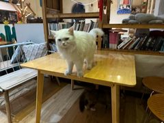 -小时光咖啡馆(开森度假森林店)