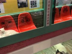 -猫咪博物馆(顶澳仔猫街店)