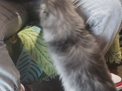 -喵屿·大理花园猫咖