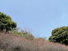 -金鸡山公园