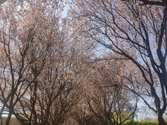 -石家庄市植物园