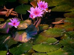 -国家植物园南园