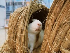 -喵宠乐园·撸猫互动·猫舍