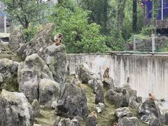 -贵州森林野生动物园