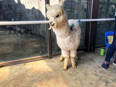 -新疆天山野生动物园