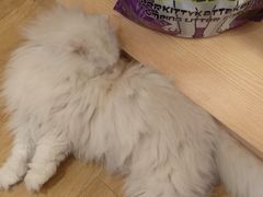 -Pets First伊珊娜洗护·精致美容·家庭式寄养(新会路店)