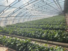 -甜心庄园·甜心草莓采摘园(西青中北店)