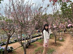 -观澜山水田园