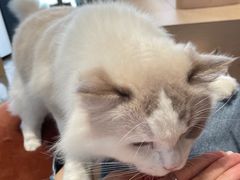 -瞄一喵猫咖(格力海岸店)
