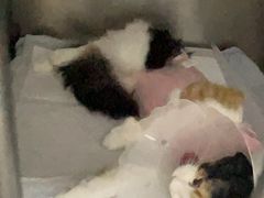 -中农国际动物医院24小时·猫科·骨科·急重症中心