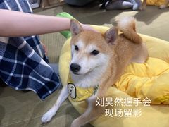 -逗柴咖啡屋·狗咖猫咖宠物桌游