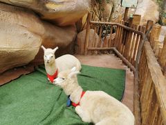 -杭州开元森泊度假乐园