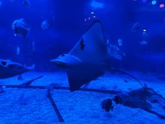 -烟台海昌鲸鲨海洋公园