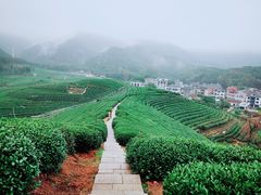 -龙坞茶村