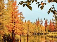 -白鹭湾湿地公园